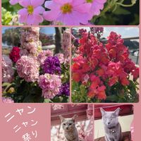 キンギョソウ,キンギョソウ,サクラソウ,サクラソウ,八重咲きストックの画像