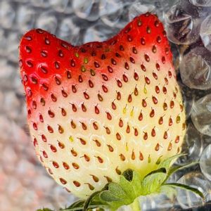 イチゴ,サボテン,鸞鳳玉,紅ほっぺ,紅ほっぺの画像