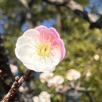 ウメ,ウメ,ウメ,スイセン,チューリップの画像