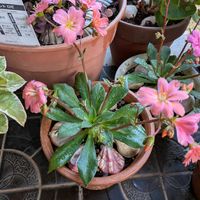 ゼラニウム,レウィシア,レウィシア,白いお花,ピンク色のお花の画像