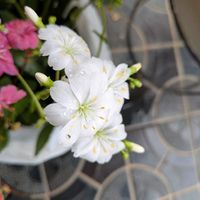 レウィシア,レウィシア,レウィシア,斑入りヤブコウジ,白いお花の画像