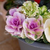 葉牡丹,福岡,備忘録,癒し…,記録の画像