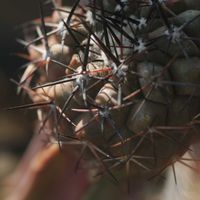 ハオルチア,多肉植物,観葉植物,塊根植物,サボテン科の画像