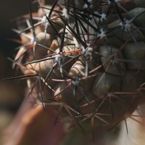 ハオルチア,多肉植物,観葉植物,塊根植物,サボテン科の画像