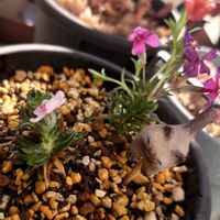 亀甲竜,芝桜,多肉のある暮らし,植物のある暮らし,魂根植物の画像