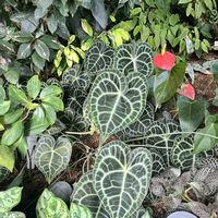 アロカシア・グリーンベルベット,アンスリウム,カラテア,アンスリウム クラリネルビウム,アンスリウム　ワロクアーナムの画像