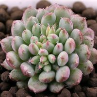 ハオルチア,多肉植物,エケベリア属,ハオルチア属,多肉大好きの画像