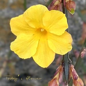 オウバイ,黄梅,つぼみ！！,ウンナンオウバイ,雲南黄梅（うんなんおうばい）の画像