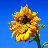 ヒマワリの画像