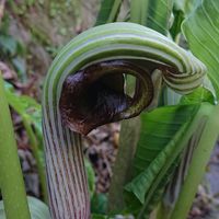 ムサシアブミの画像