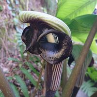 ムサシアブミの画像