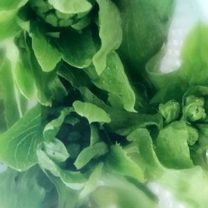 ふきのとう,地植え,花のある暮らし,病気に負けるな❗,病気平癒を願うの画像