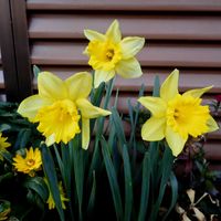 スイセン,ヒメエニシダ,ラッパスイセン,水仙・グランドソリドール,ヘリクリサム・パステルイエローの画像