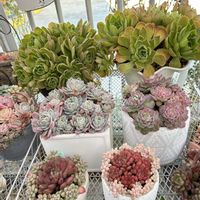 ペンデンス,ビアホップ ,タイニーバーグ,多肉植物,多肉植物寄せ植えの画像