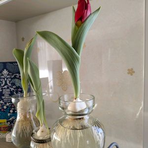 水耕栽培,ガーデニング,癒し,植物のある暮らし,春到来！の画像