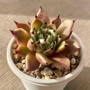 ブラックキャット,多肉植物,エケベリア属,ネコ好き,多肉中毒の画像