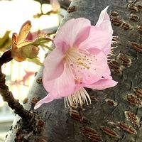ハナニラ,河津桜の画像