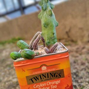 福禄竜神木,チビくん♪,植え替え,大好き,お気に入り♡の画像