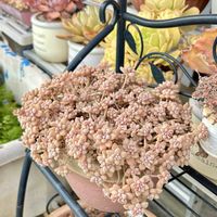 姫秋麗,河津桜, シルエット,ミニマ錦,多肉植物の画像