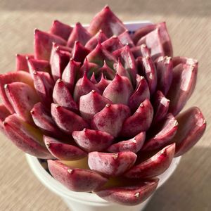 ワイルドキャット,多肉植物,紅葉する多肉,エケベリア属,ネコ好きの画像