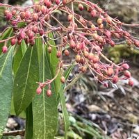 馬酔木,春一番,実家周辺,いいねをありがとうございます¨̮♡︎,GSのみなさんに感謝♡︎ʾʾの画像