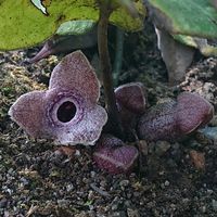 カンアオイの画像