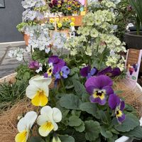 モンステラ,ウインティー・ライムグリーン,ウインティー・サクラ,シクラメン スノーショコラ,花のある暮らしの画像