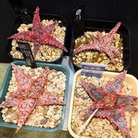 アロエ,アロエ  ハイブリッド,アロエ　ハイブリッド,アロエ・ハイブリッドの画像