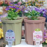 オステオスペルマム,オステオスペルマム　ラブポーション,オステオスペルマム・フォーチュンブルー,ハクサンの画像