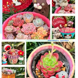 ルビースター,エケベリア ティア,寄せ植え,多肉植物,カラフルの画像