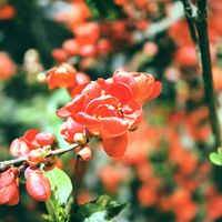 ボケ,木瓜(ボケ)の画像