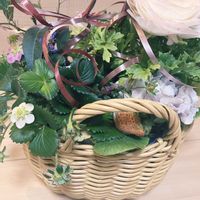 寄せ植え,観葉植物,ガーデニング初心者の画像