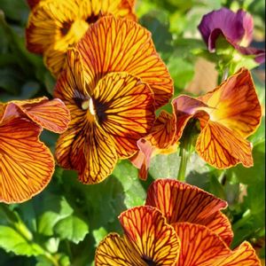 エリシマム,スイセン,ビオラ タイガーアイ,タイガーアイ,赤い花の画像