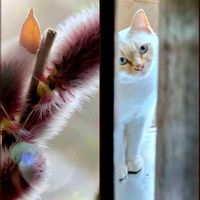 ネコヤナギ,フクジュソウ,福寿草,山野草,野草の画像