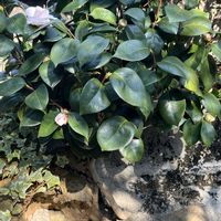 ツバキ,お花,花のある暮らし,お花を楽しむ,庭の画像