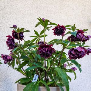 クリスマスローズ,花のある暮らし,植物のある暮らし, クリスマスローズ,花のある生活の画像