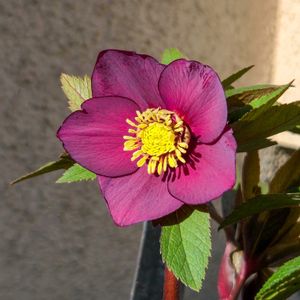 クリスマスローズ,花のある暮らし,植物のある暮らし, クリスマスローズ,花のある生活の画像