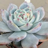 水やり,多肉のある暮らし,防寒対策,もらいもの,多肉の土の画像