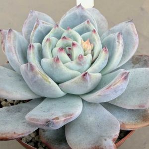 水やり,多肉のある暮らし,防寒対策,もらいもの,多肉の土の画像