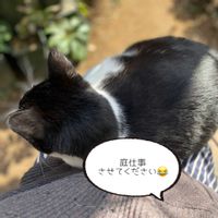 ナチュラルガーデン,ジャンクガーデン,シェードガーデン,ナチュラルスタイル,バードバスの画像