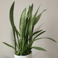 サンスベリアの画像