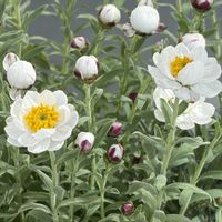 ローダンセマム,花かんざし,小さな花,成長記録,白い花の画像