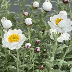 ローダンセマム,花かんざし,小さな花,成長記録,白い花の画像