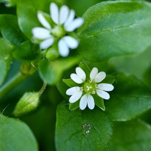 雑草,春の七草,越年草,ナデシコ科ハコベ属の画像