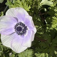 アネモネ,シクラメン,球根,秋植え球根,成長記録の画像