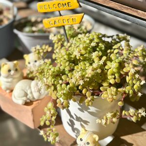 ブロウメアナ,多肉植物,緑のある暮らし,成長が楽しみ,ニャンニャン祭りの画像