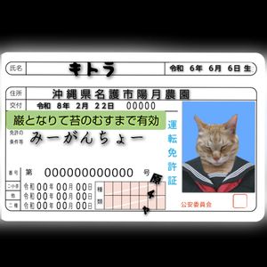 カラタネオガタマ,キトラ,にゃんにゃん祭りの画像