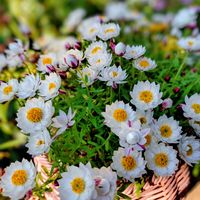 花かんざし,チーム福岡,家庭園芸,小さな庭の画像