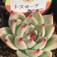 エケベリアいろいろ,エケベリア トスカーナ,エケベリア　紅影,多肉植物,多肉植物寄せ植えの画像