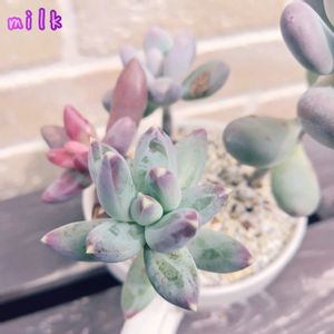 月美人,ブルーヘイズ,フーケリーハイブリッド,ガンゾウ,寄せ植えの画像